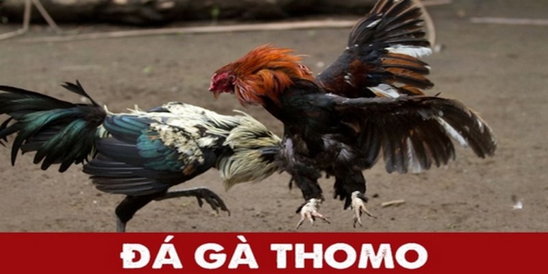 Đá gà thomo88 hình thức chơi đá gà hấp dẫn tại 98win