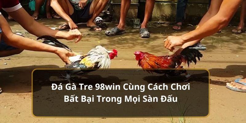 Đá gà tre 98win cùng cách chơi bất bại trong mọi sàn đấu