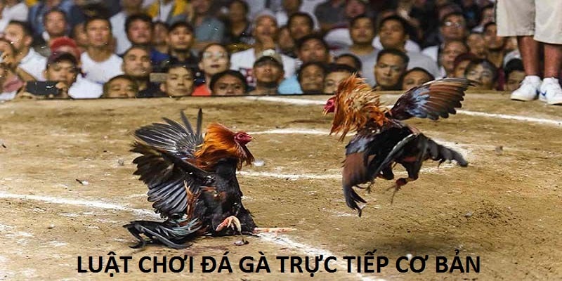 Luật chơi đá gà trực tiếp C1 cơ bản